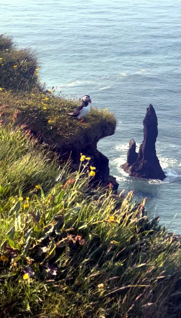 A puffin on a grassy cliff edge above the sea stacks
